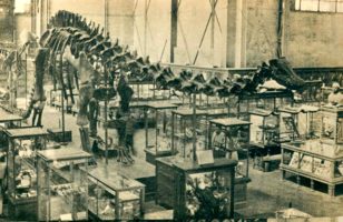 Diplodocus_carnegie